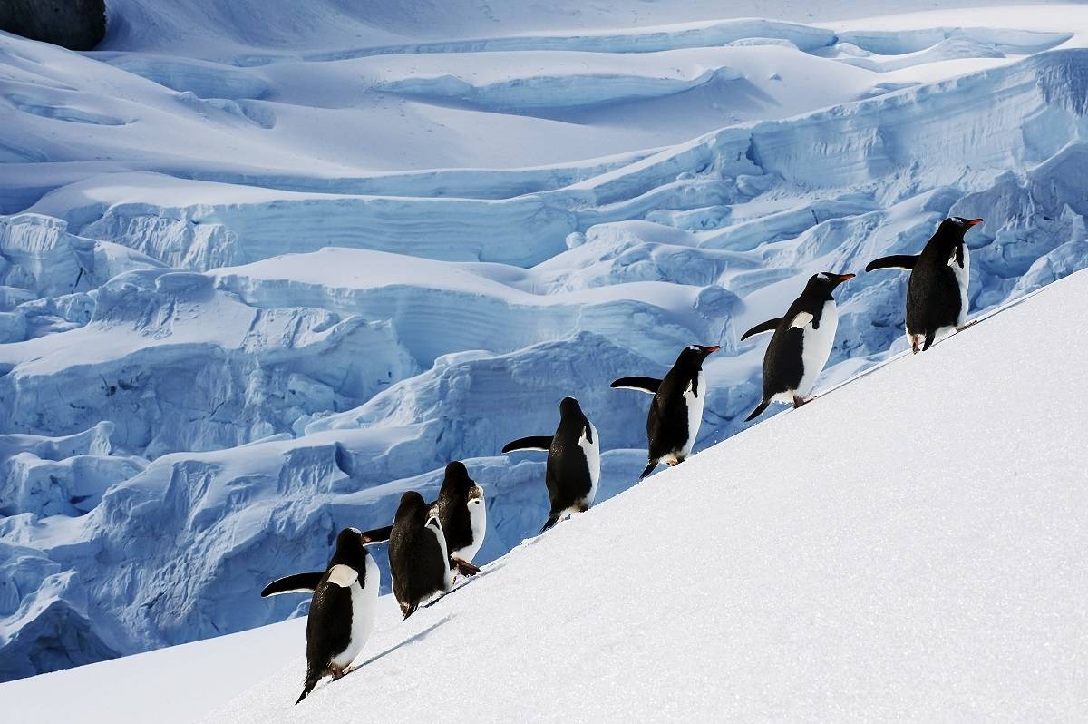 Antarctica - Elephant Island & Falkland Islands