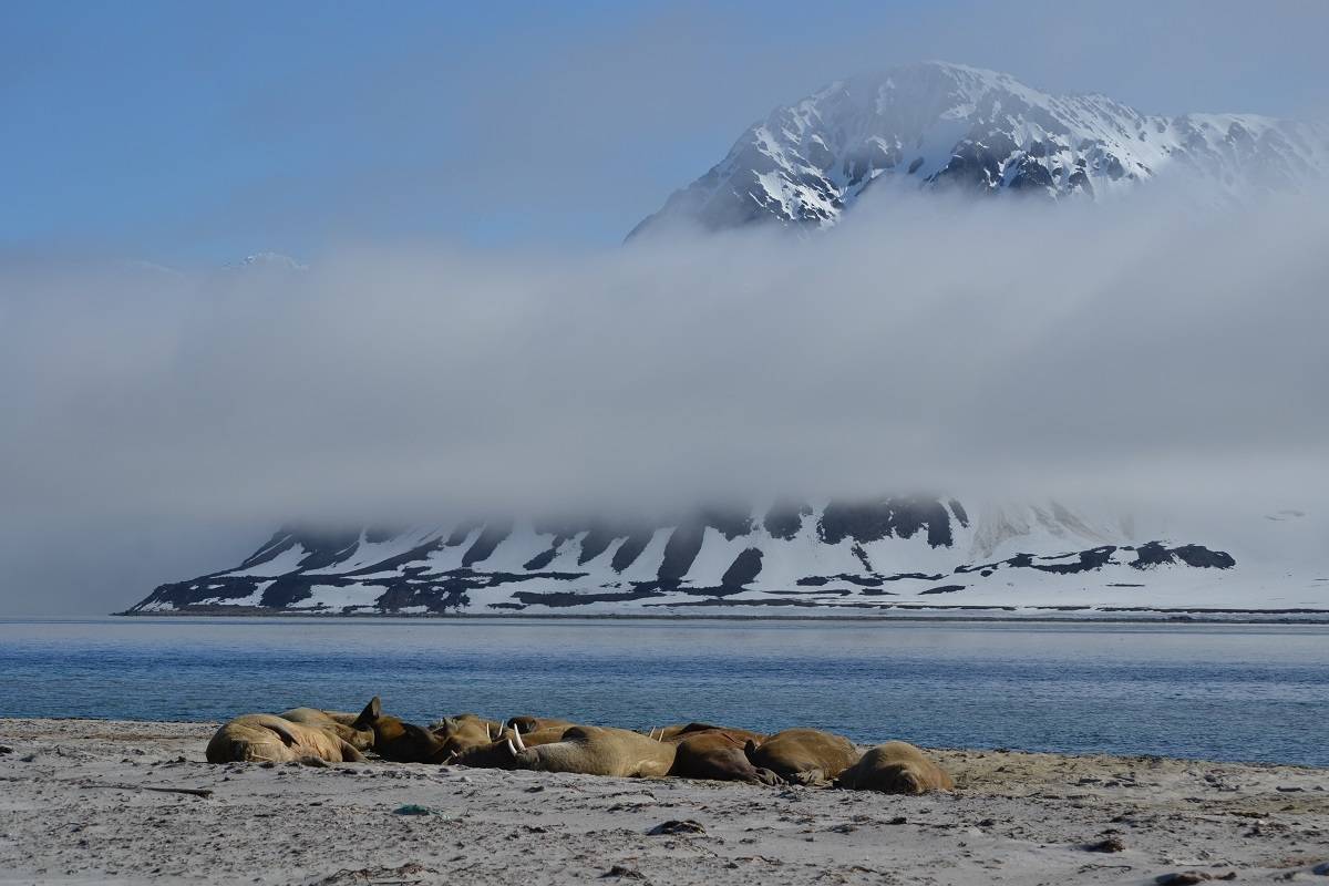 North Spitsbergen - Basecamp, Free Kayaking, Snowshoeing/Hiking, Photo Workshop