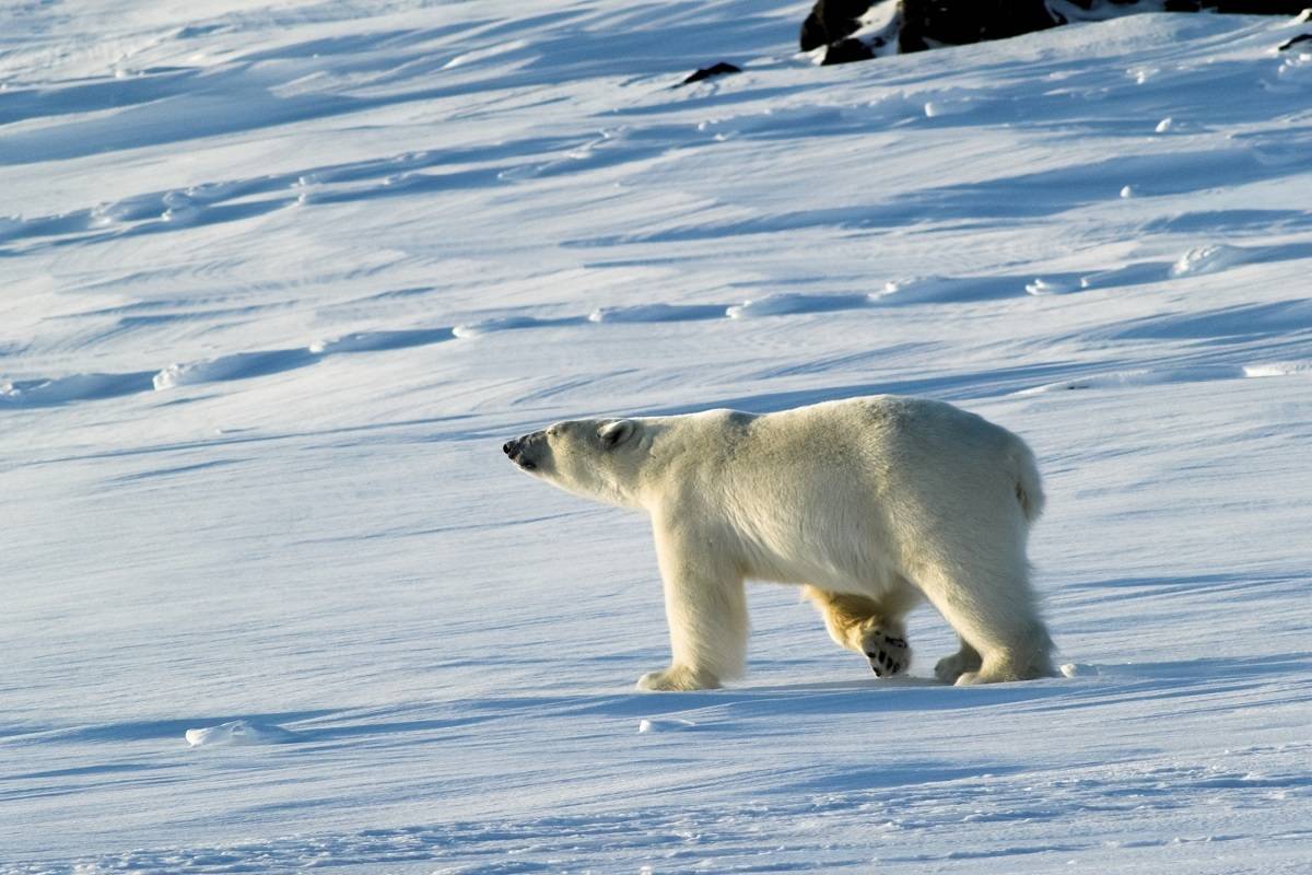 North Spitsbergen - Summer Solstice, In Search of Polar Bear & Pack Ice