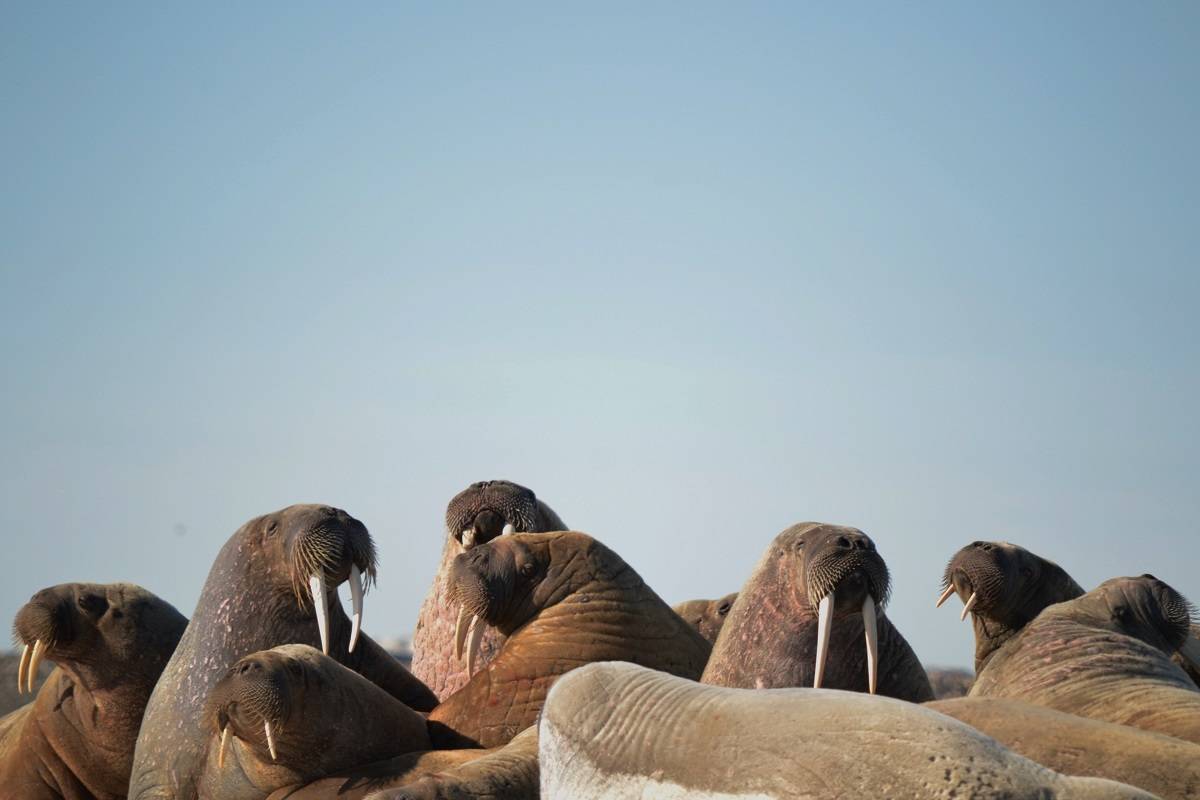 North Spitsbergen - In Search of Polar Bear & Pack Ice