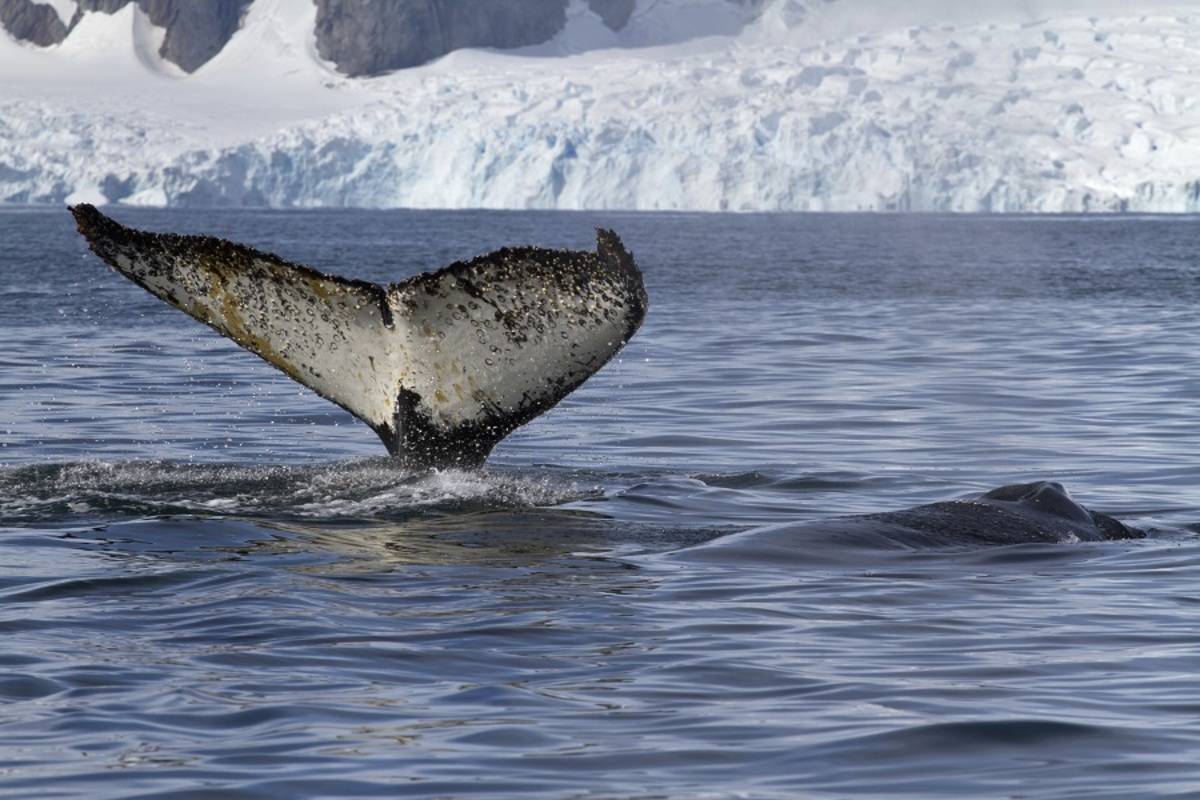 Antarctic - Whale Watching Voyage