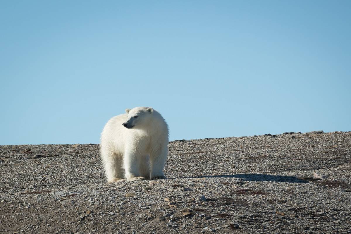 Spitsbergen Explorer - Wildlife Capital of the Arctic