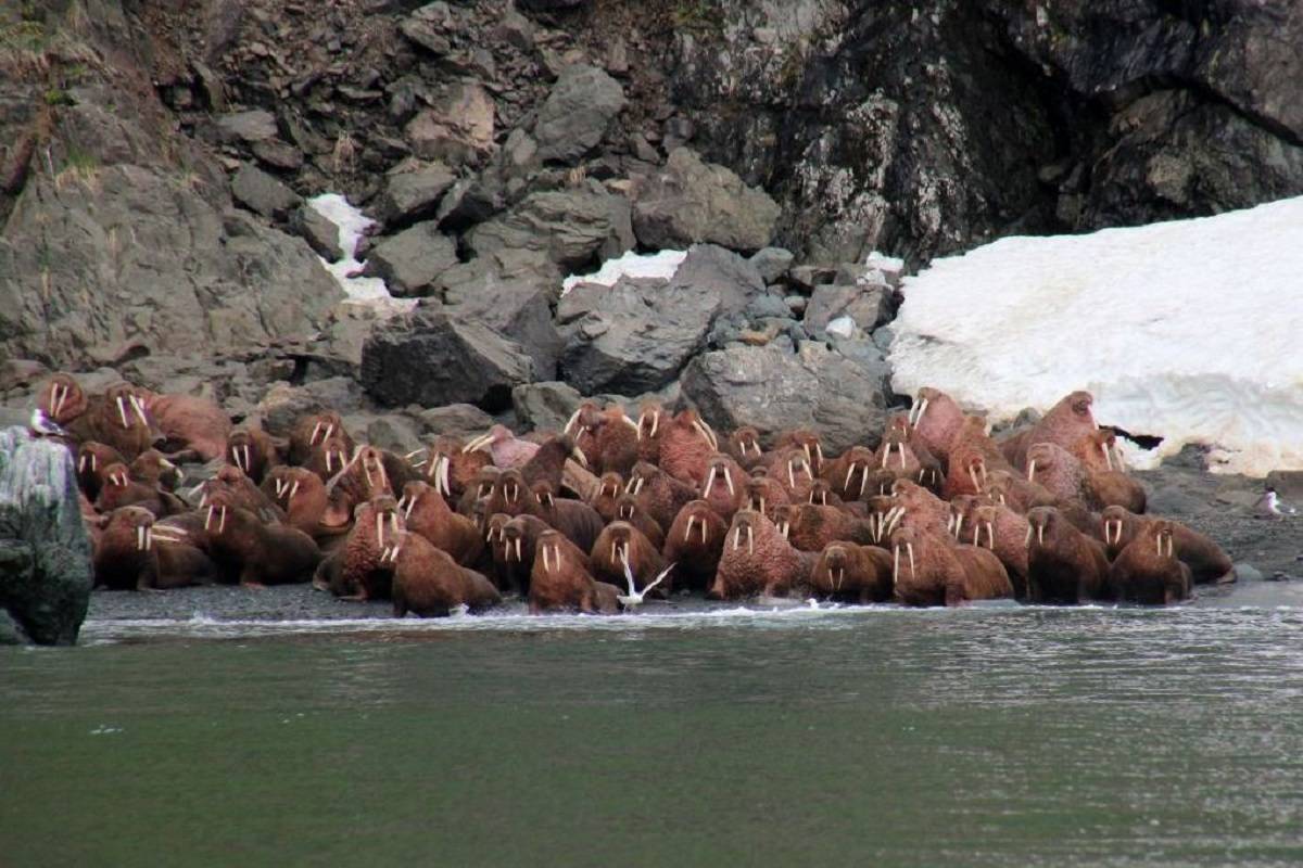 Wrangel Island