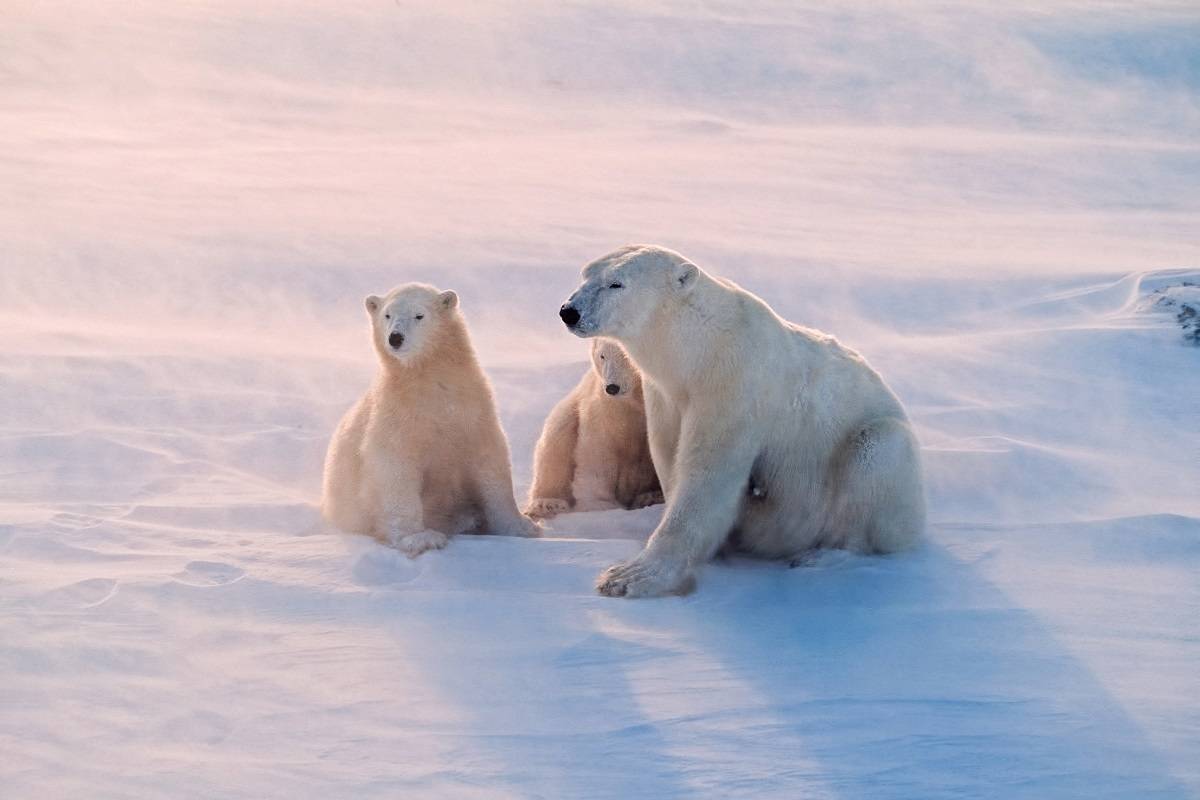 Jewels of the Arctic