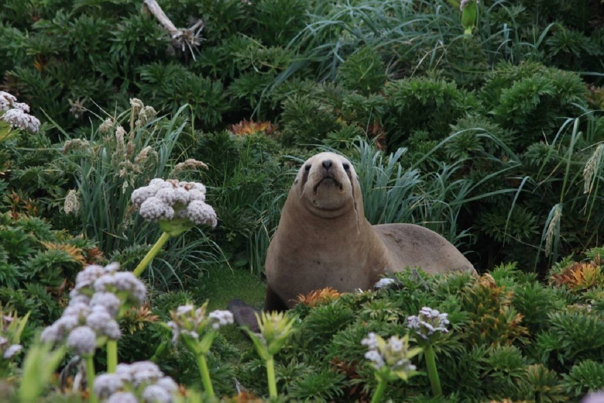 Subantarctic Islands - Forgotten Islands of the South Pacific