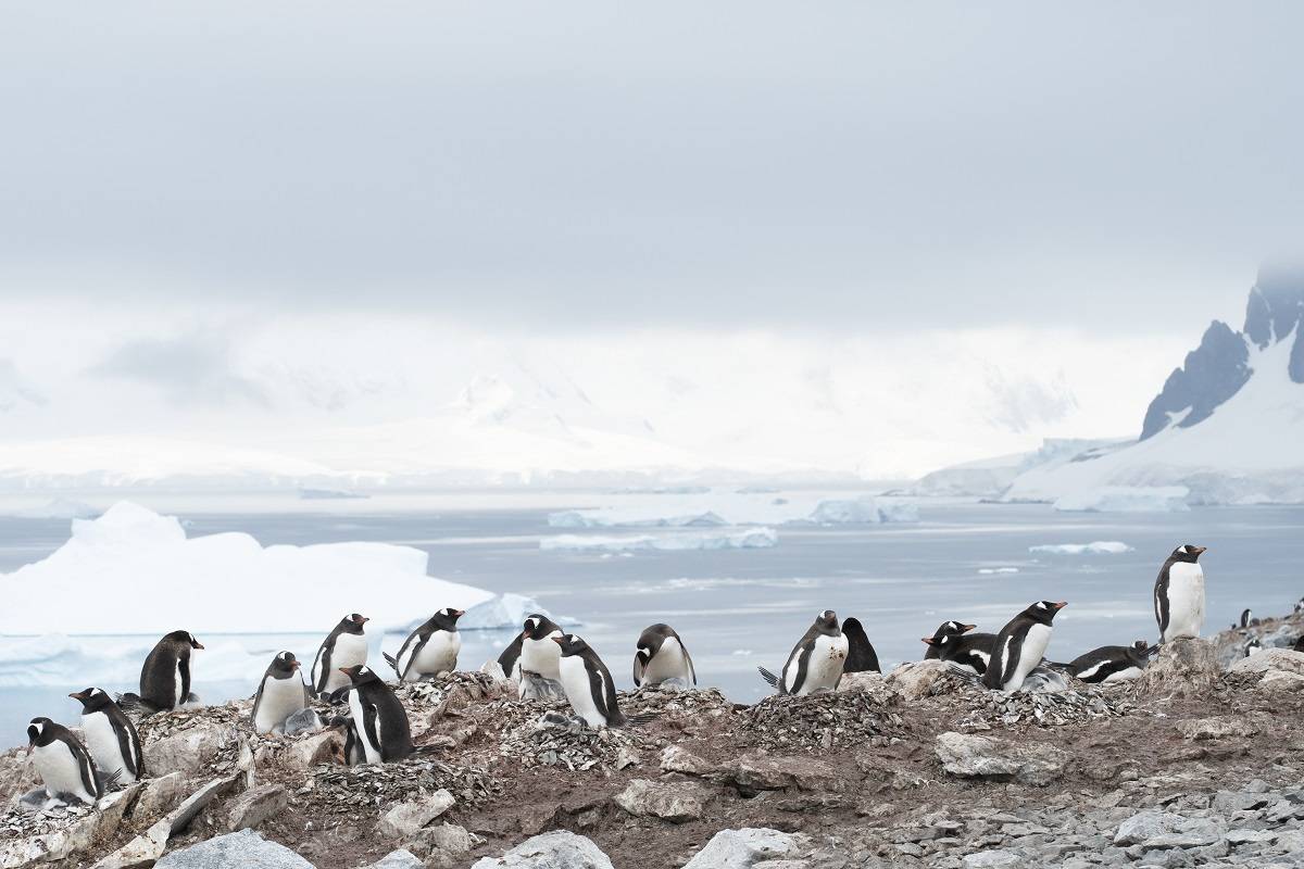 Antarctica, South Georgia & Falkland Islands