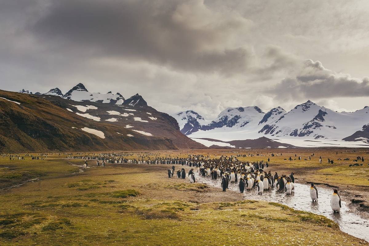 Falklands, South Georgia & Antarctica - Explorers and Kings