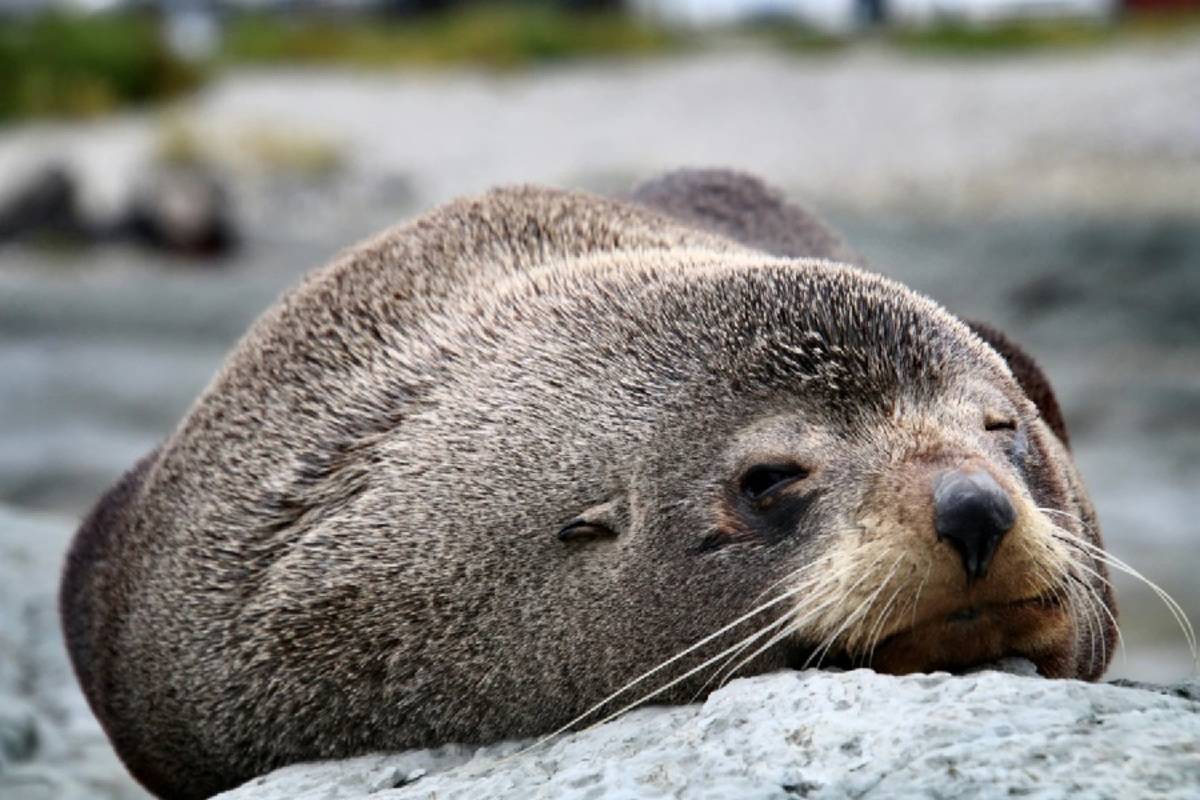 The Sub Antarctic Islands Expedition