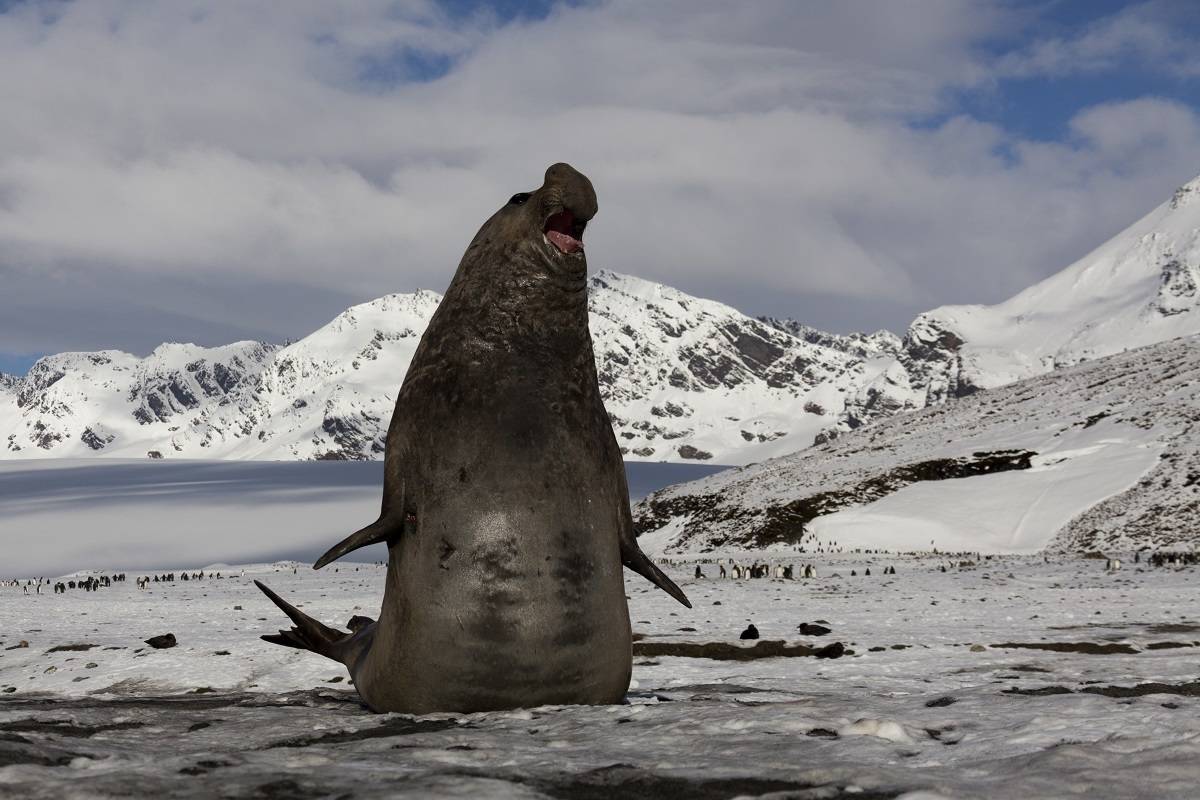 Falklands, South Georgia & Antarctica ex. Puerto Madryn