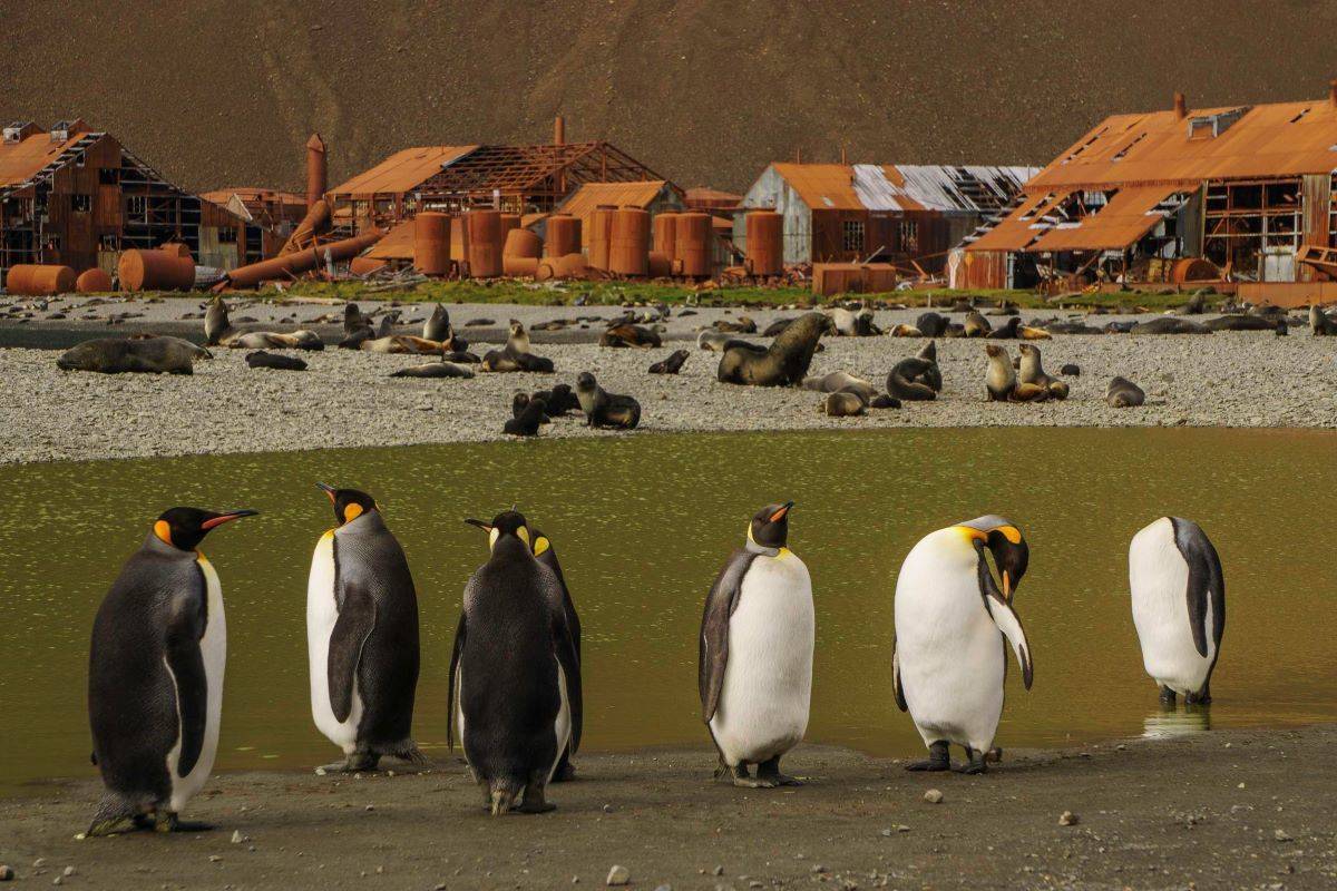 Remote Islands of the Atlantic - A Bird Watchers Adventure