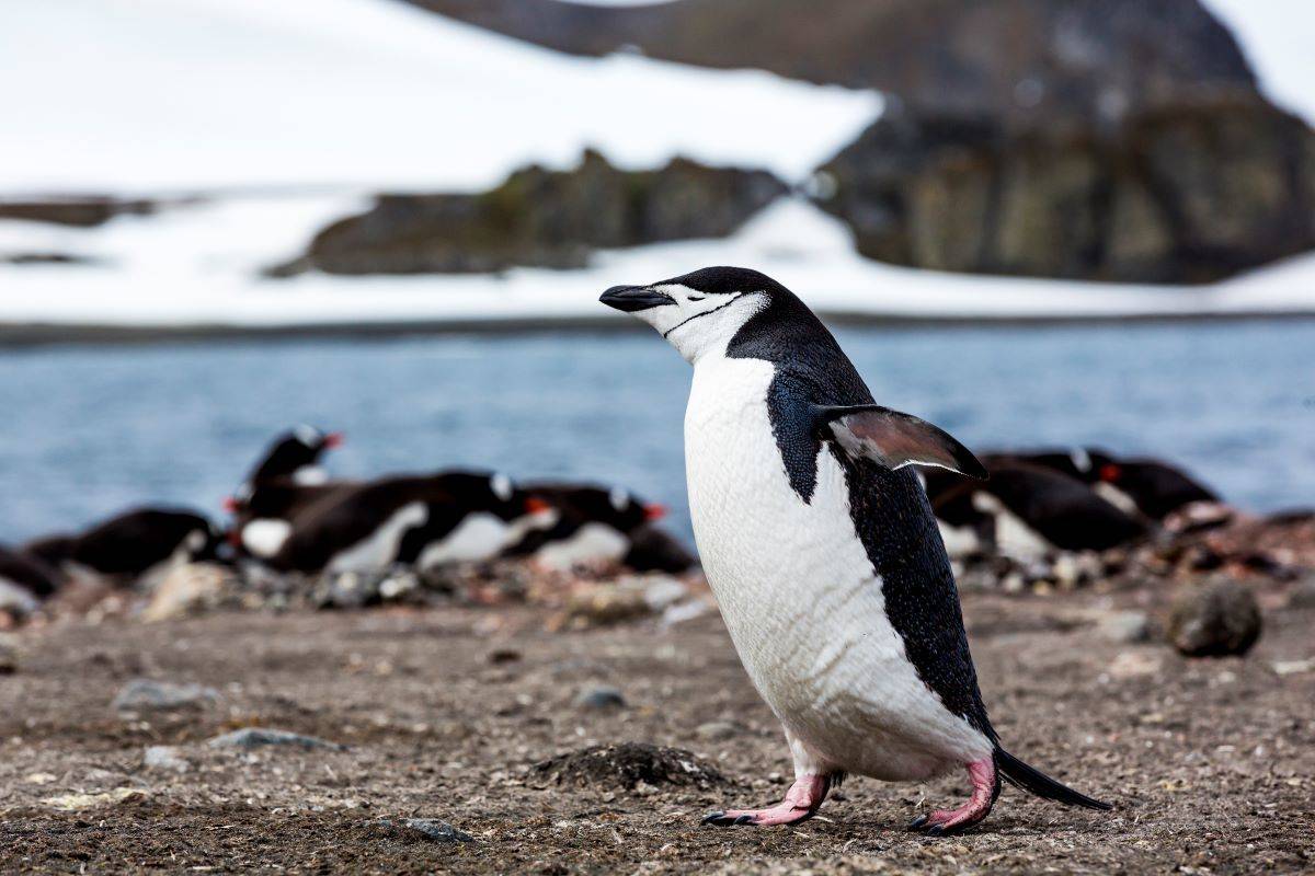 South Shetland Islands & Antarctica - Crossing the Circle