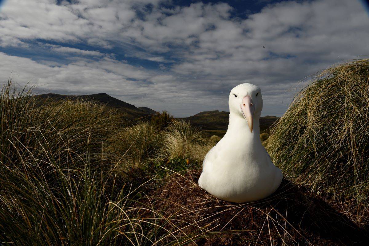 Galapagos of the Southern Ocean: New Zealand and Australia's Subantarctic Islands