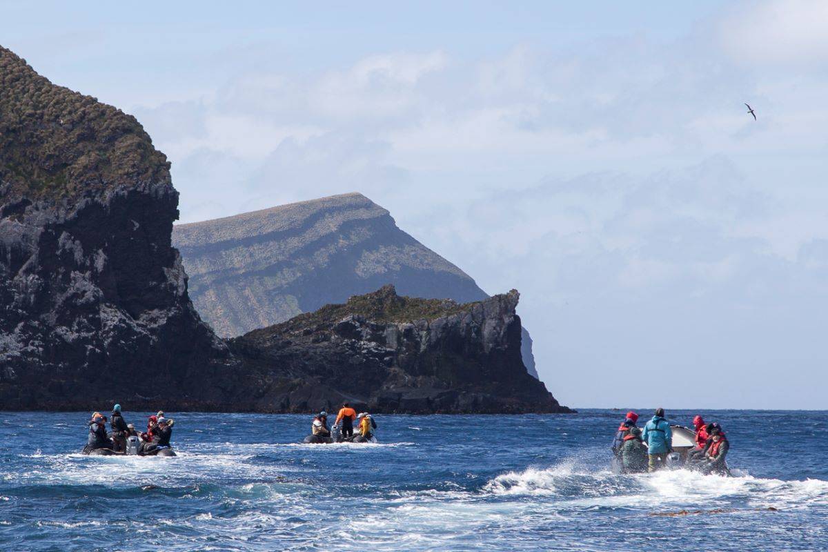 Birding Down Under: Subantarctic and Chatham Islands