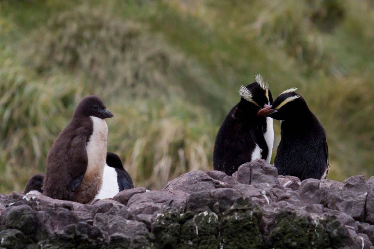 Chatham Islands - A Land Apart