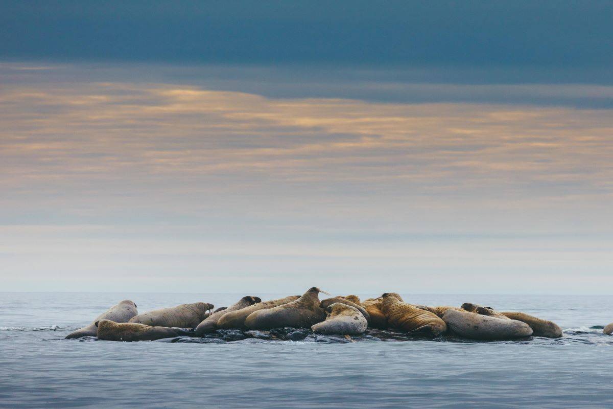 Three Arctic Islands - Spitsbergen, Greenland and Iceland