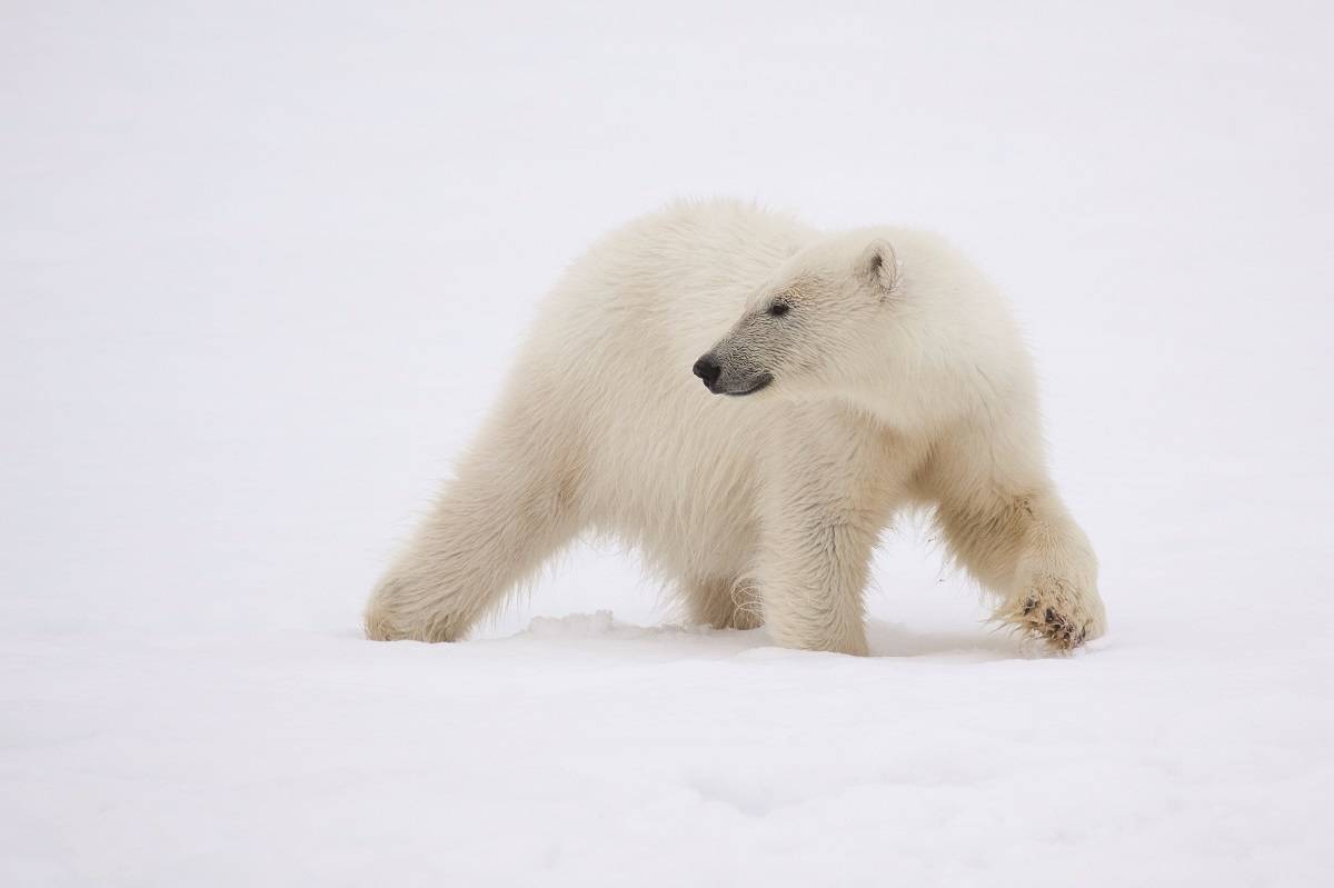 Svalbard & Iceland Discovery