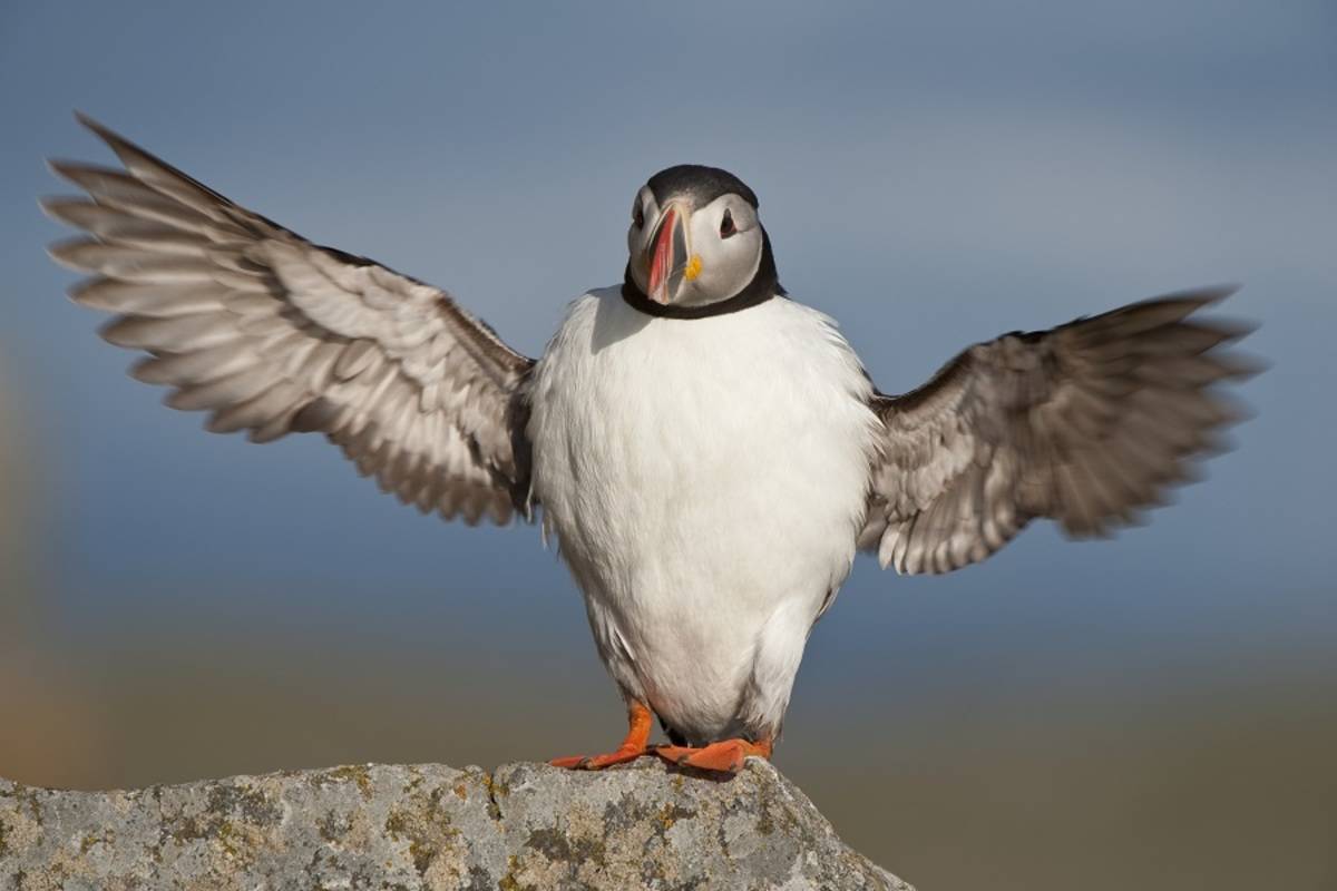 Crossing the Arctic Circle, Jan Mayen & Spitsbergen