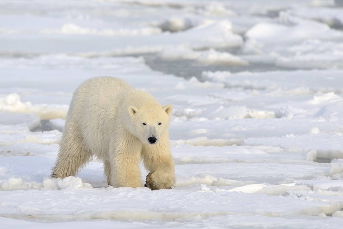 Svalbard Explorer ex Tromso