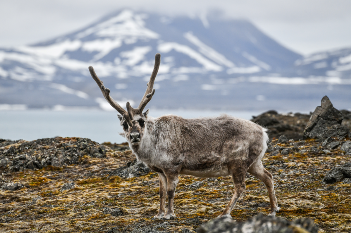 Fjords & Glaciers of Spitsbergen