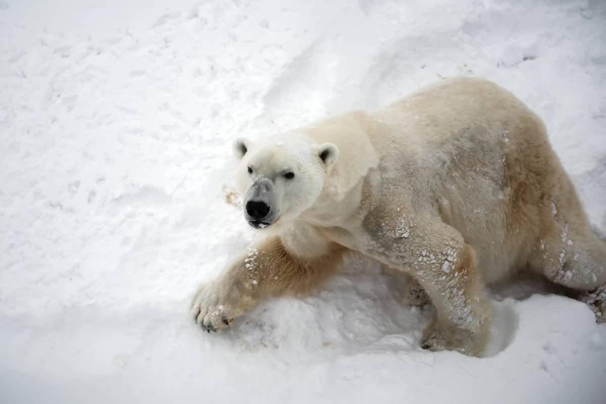 Spitsbergen Highlights- Expedition in Brief