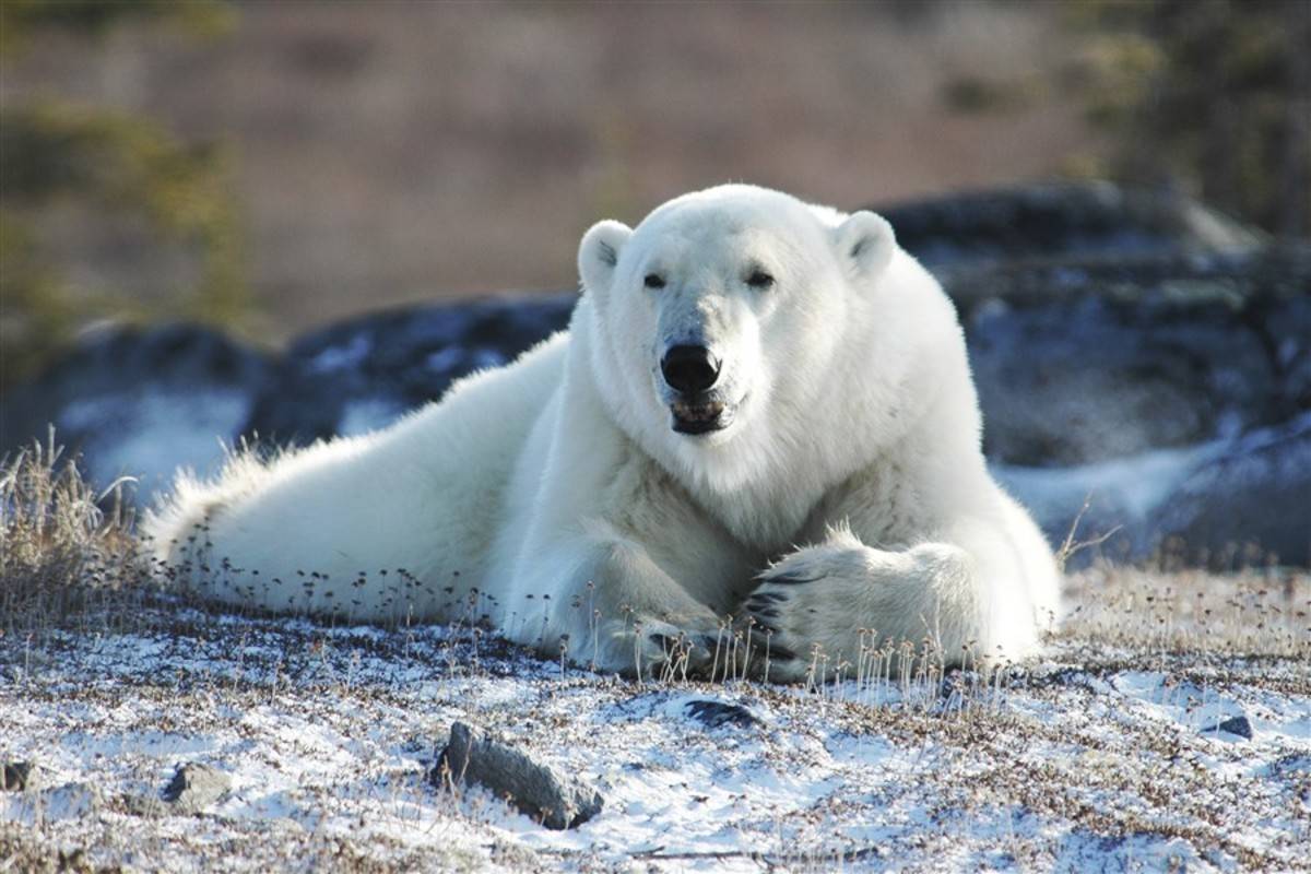 Spitsbergen in Depth - Big Island, Big Adventure