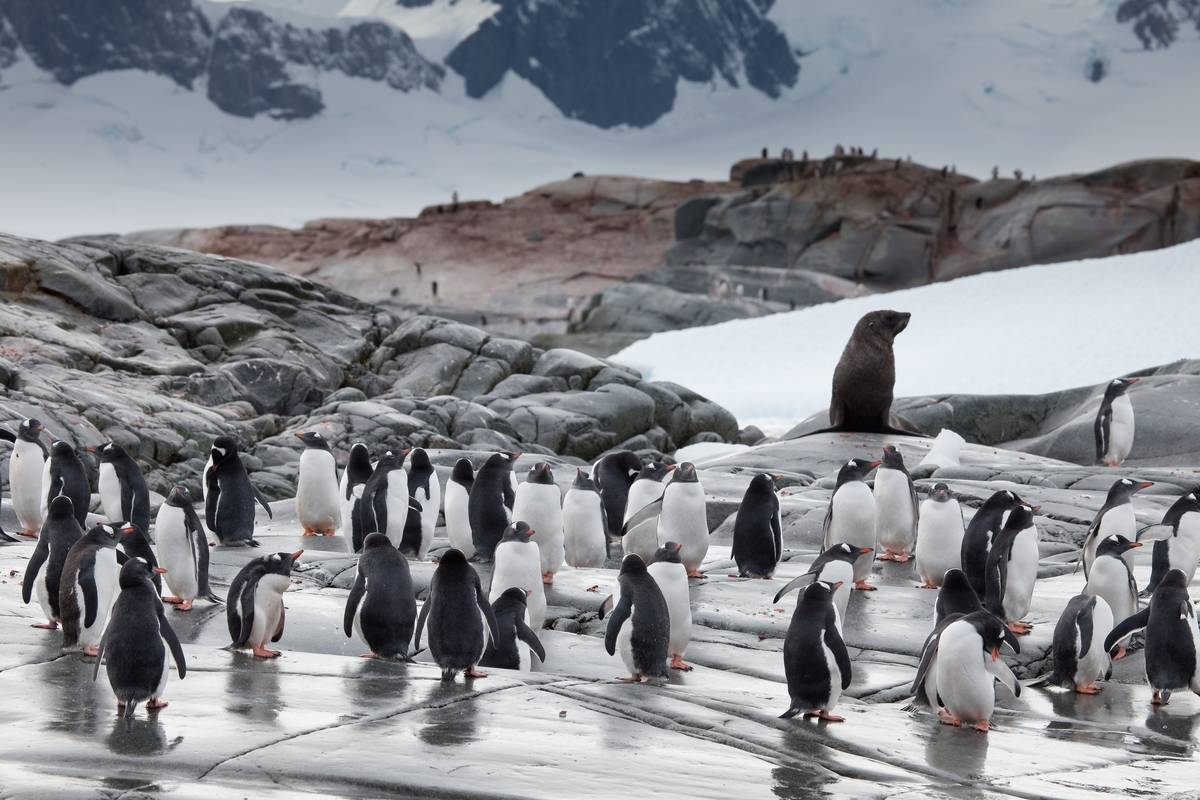 Antarctica, Elephant Island, Weddell Sea & Polar Circle