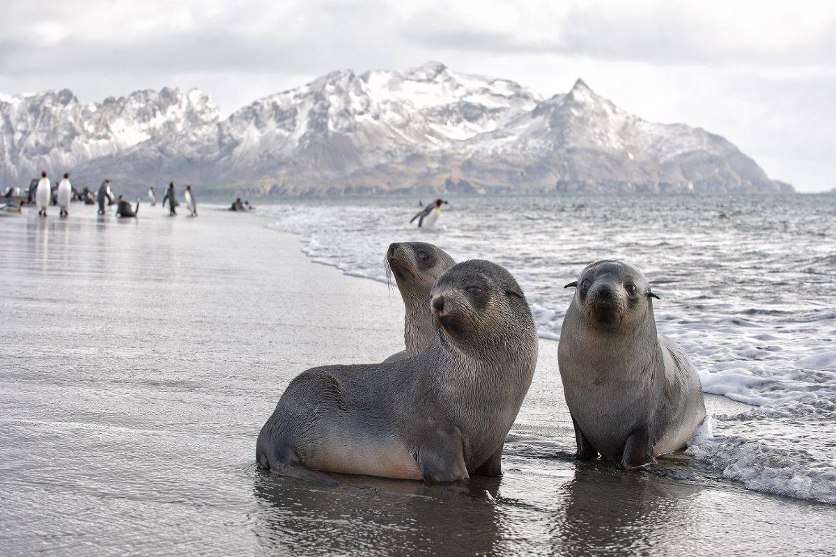 Falklands, South Georgia & Antarctica