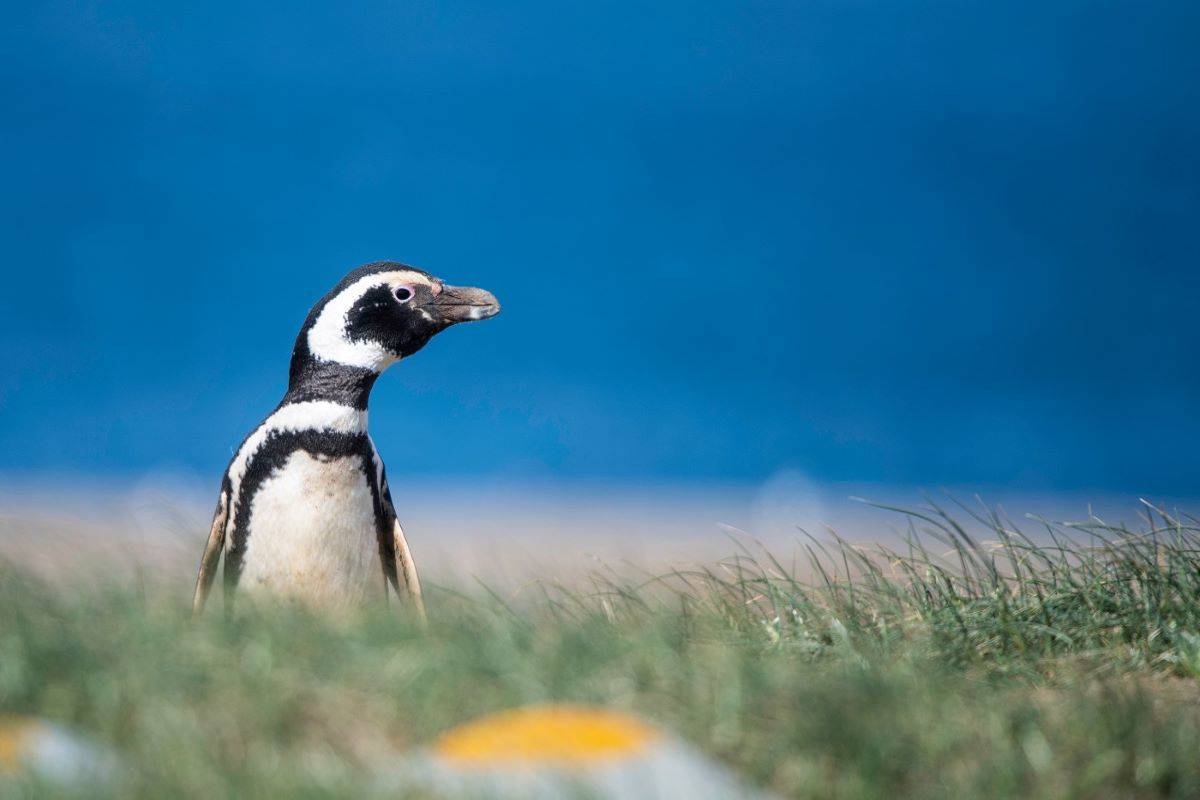 Falklands, South Georgia & Antarctica