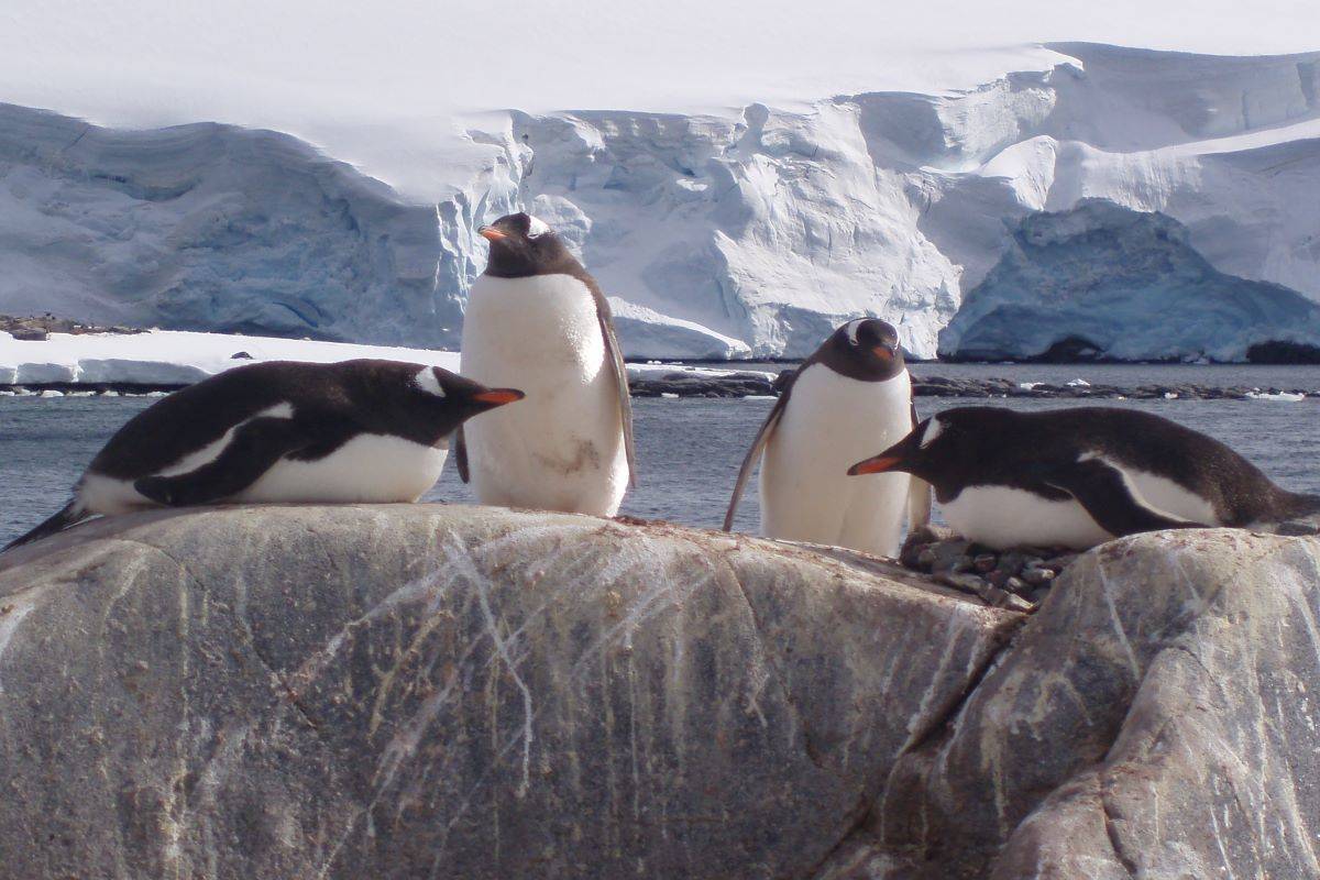 Antarctica - Beyond the Polar Circle