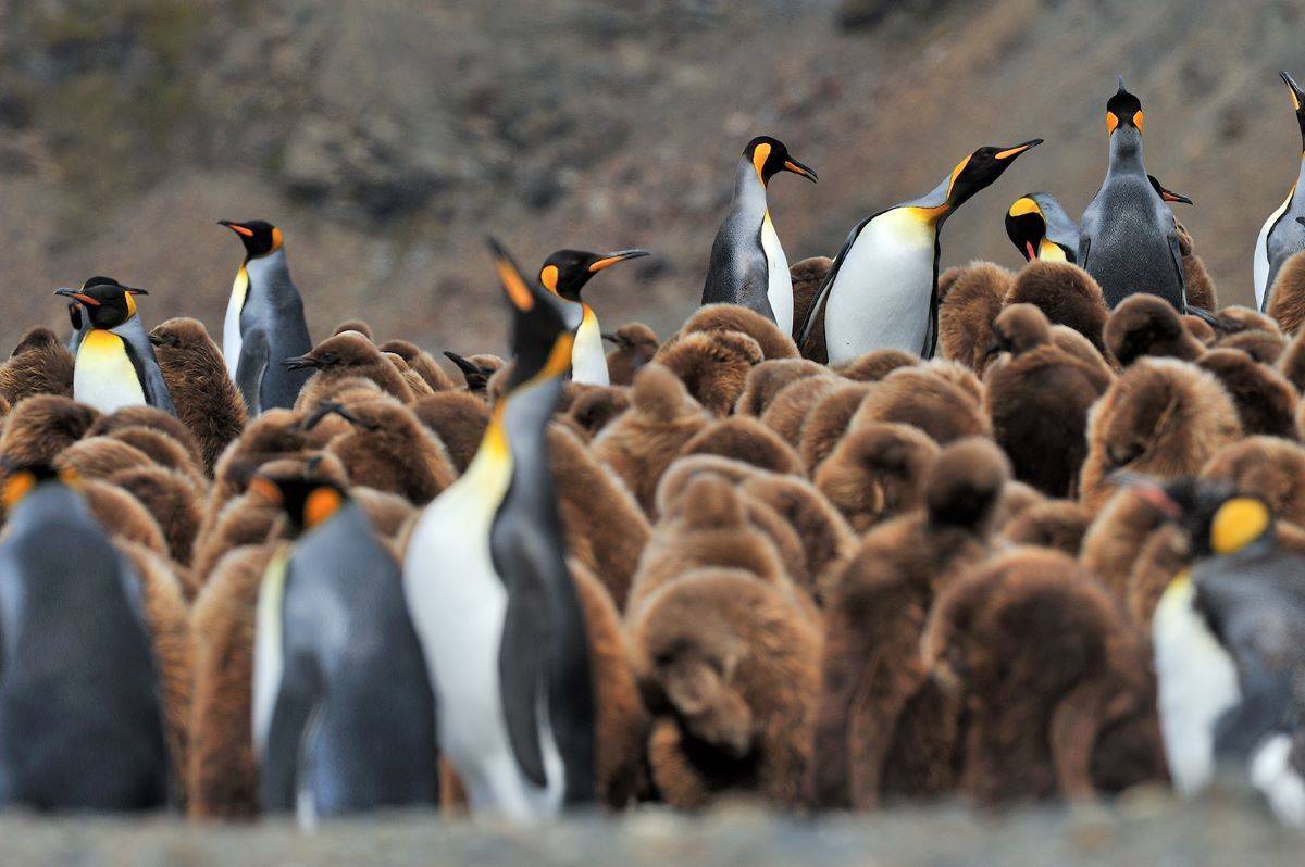 Falkland Islands, South Georgia & Antarctica