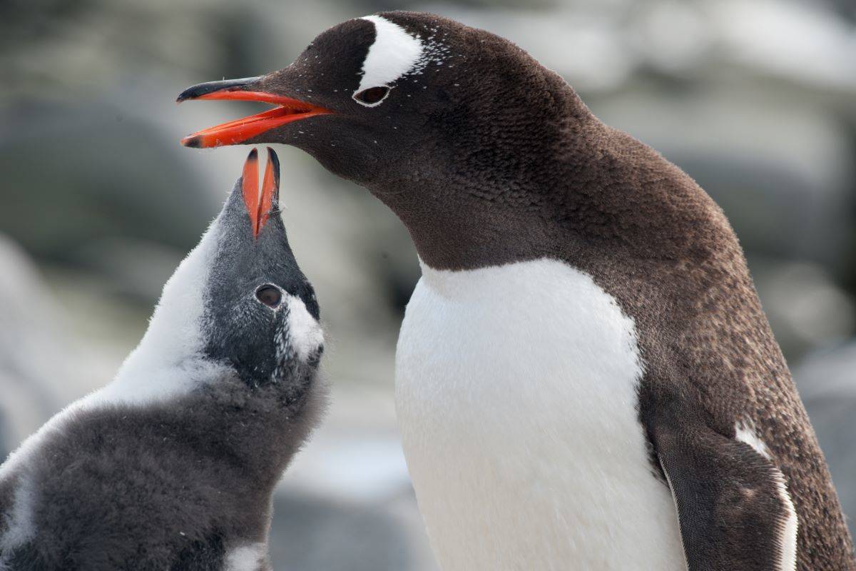 Antarctica - Educational Basecamp