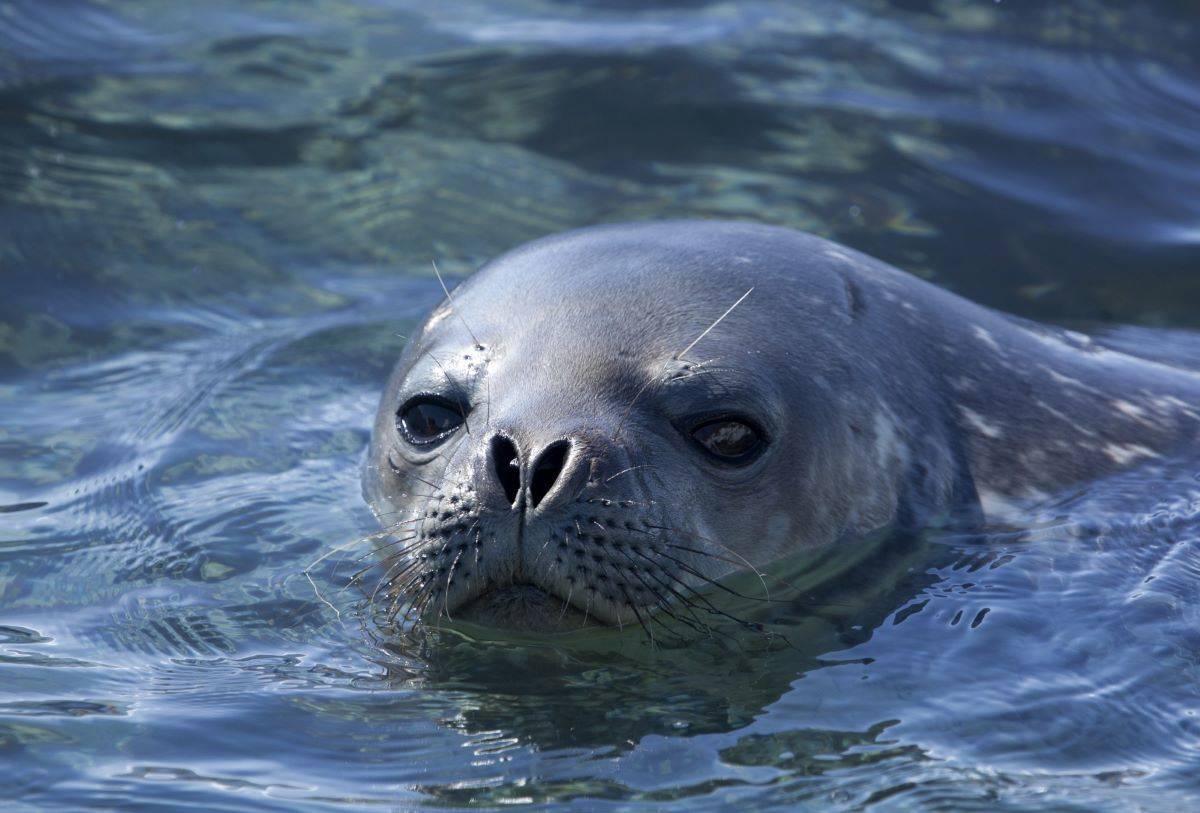 Remote Weddell Sea Explorer