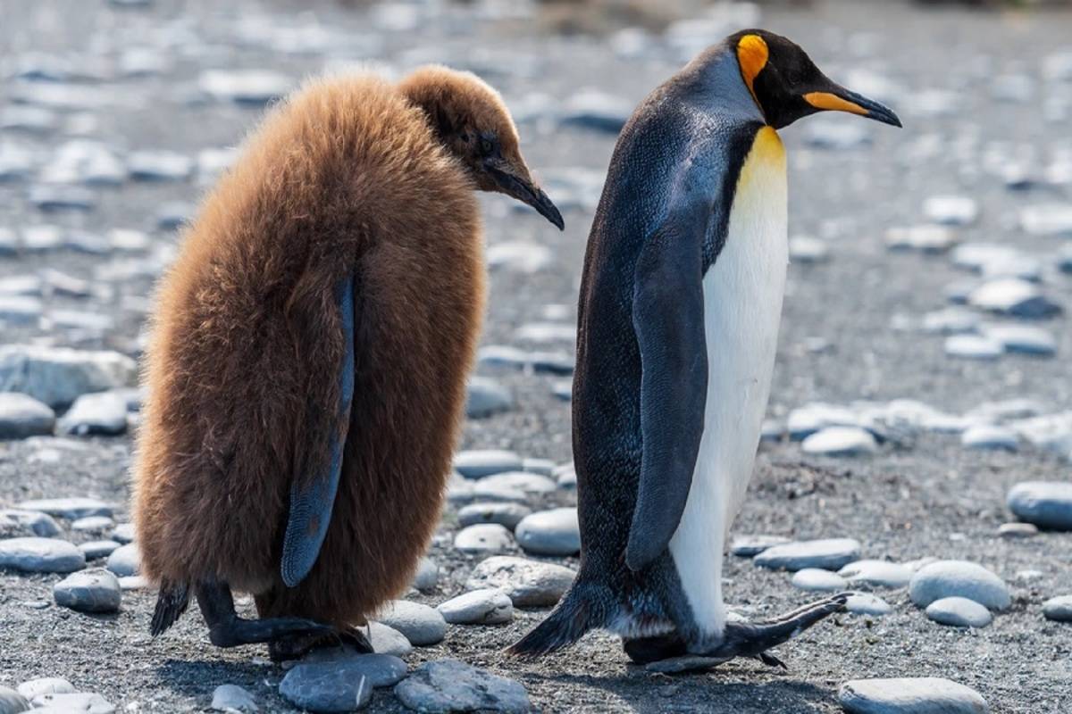 South Georgia & Antarctic Odyssey