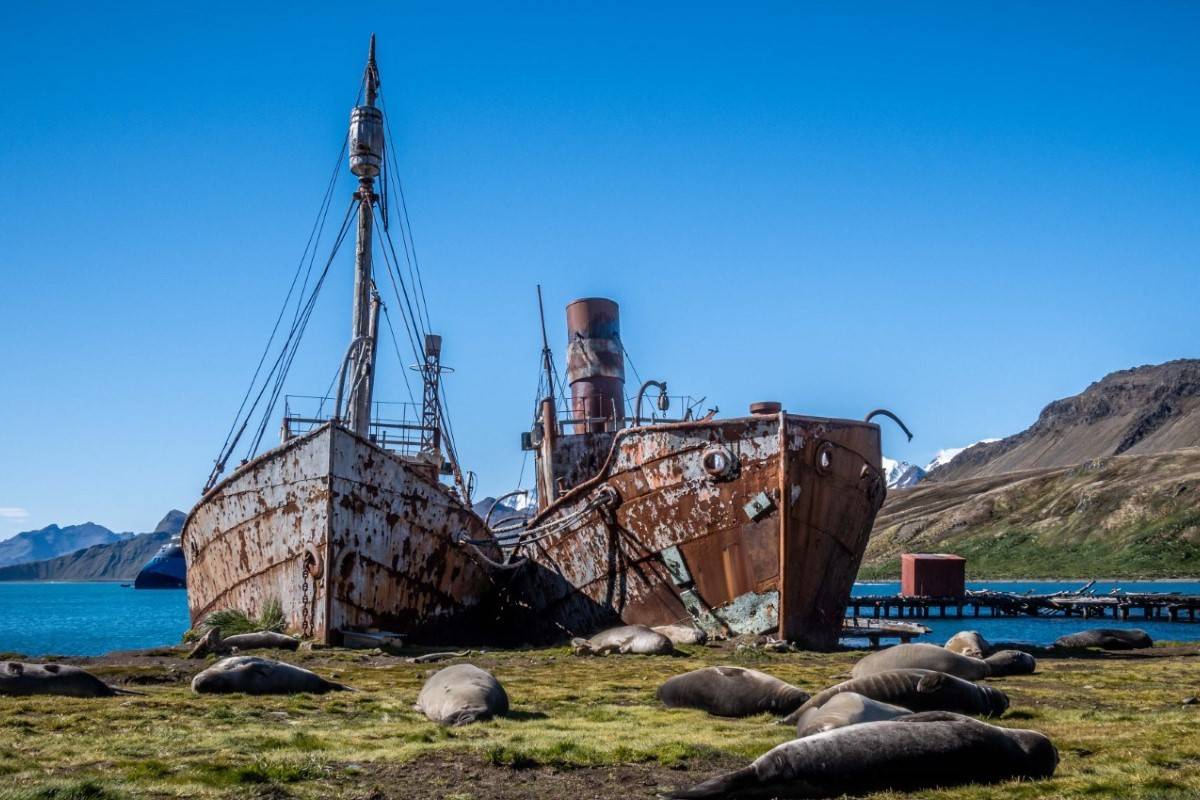 Ocean Albatros: The Epic Antarctica and South Georgia Adventure