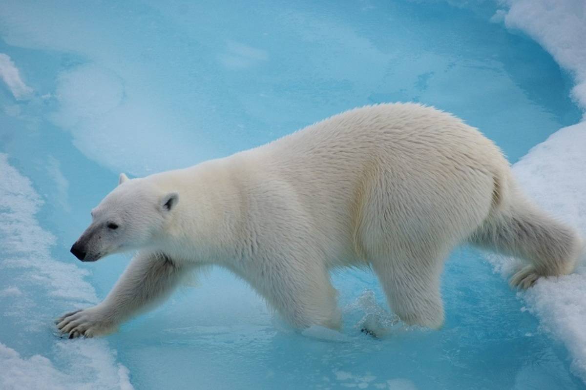 Icebergs, Fjords, Polar Bears and Arctic Wildlife