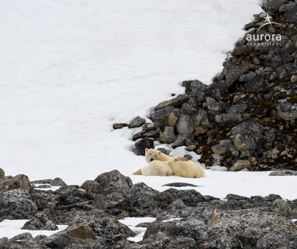 Svalbard Odyssey