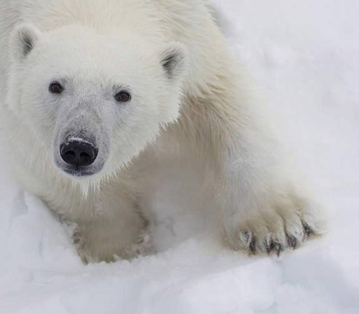 Spitsbergen Photography Under the Midnight Sun