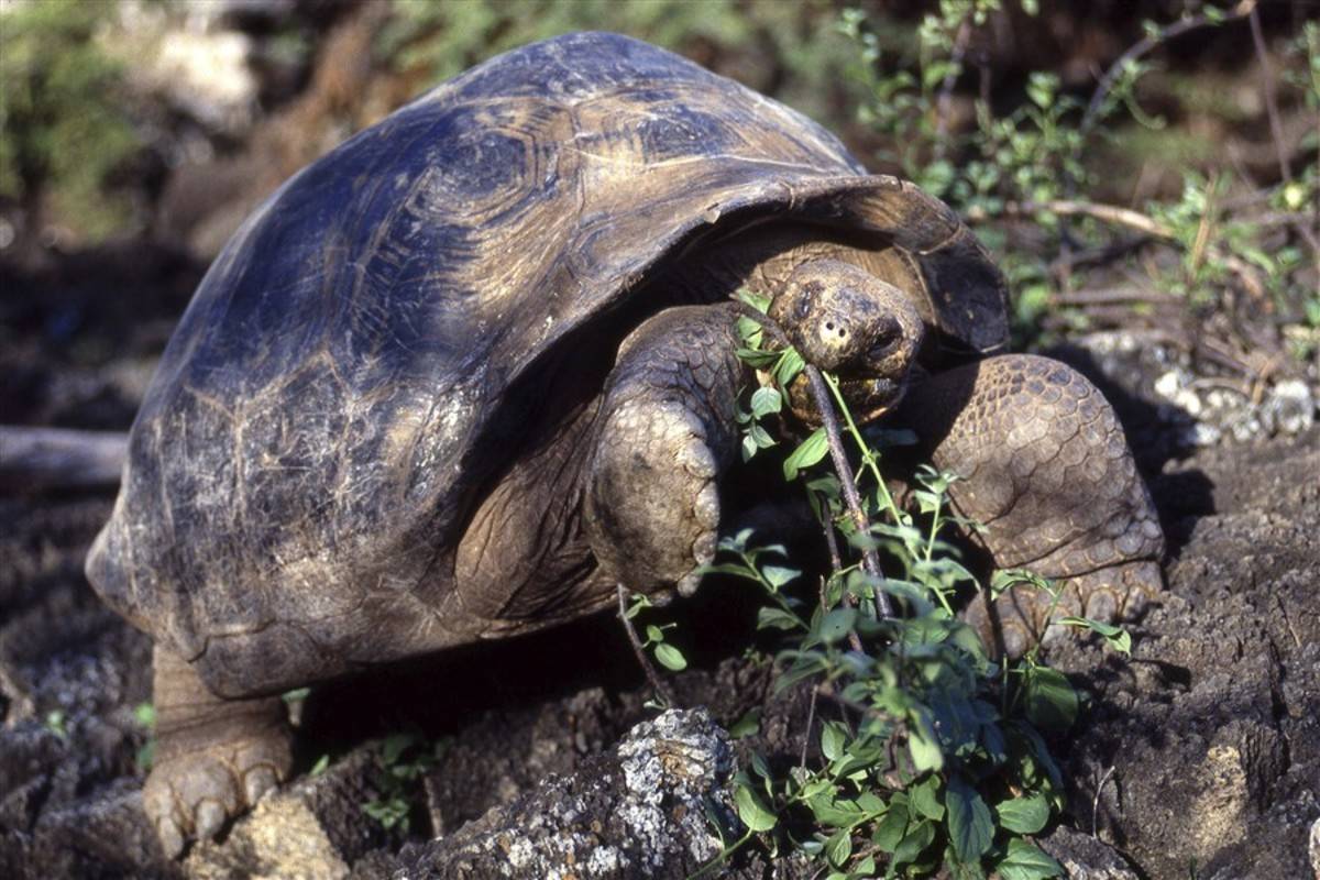 South Galapagos Islands (B)