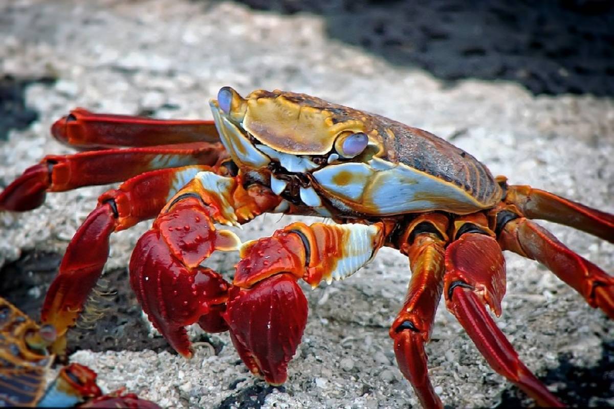 Western Galapagos Islands