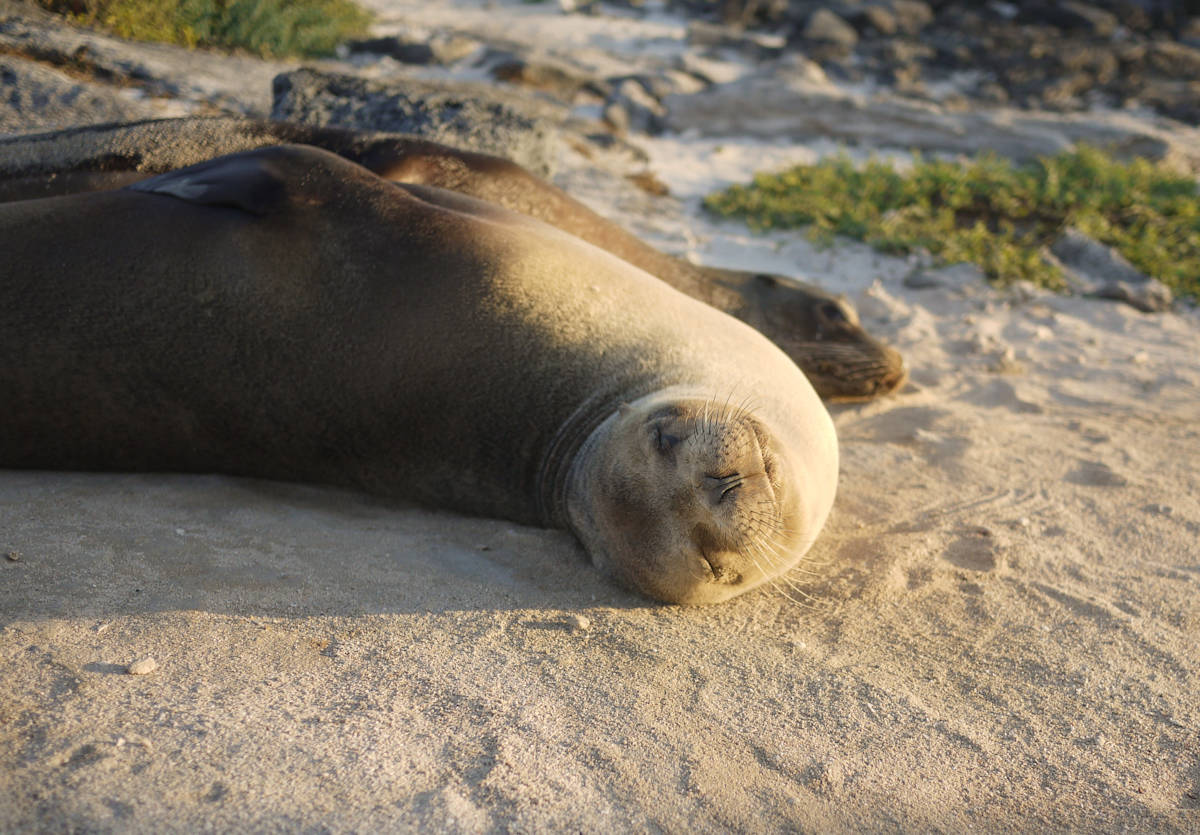 Eastern Galápagos luxury adventure and historic Andean hacienda